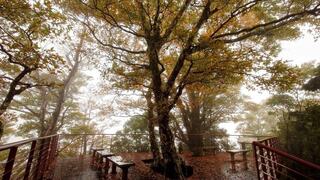 太平山山毛櫸進入黃金觀賞期 期限至11月中旬