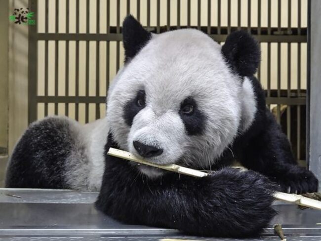 動物園申請陸貓熊專家來台 農委會：盡速安排協助 | 華視新聞