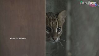 讓石虎黑熊有安全回家路 林務局鐵道局簽合作協議