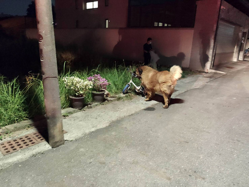 台南老婦遭2隻藏獒攻擊受傷 現場戒護待狗主善後 | 華視新聞