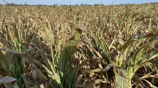 金門高粱部分農地發生旱情  農委會勘查災損