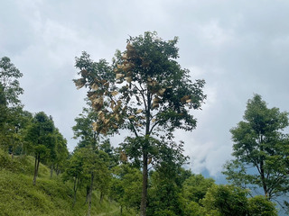 牛樟母樹林10多年管理有成 終於結實將採種育苗