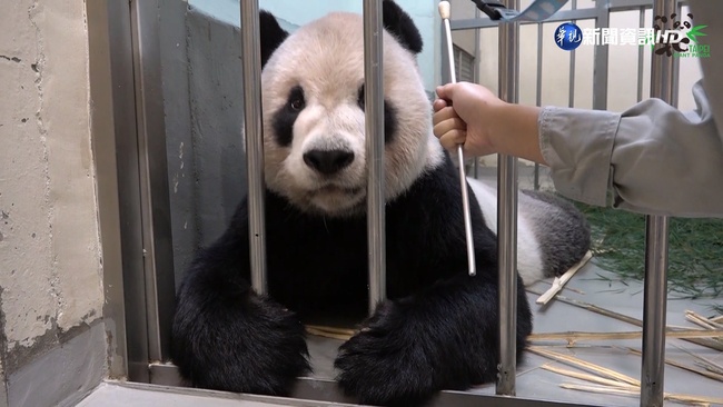北市動物園陪同臥龍2專家 探視大熊貓團團一家 | 華視新聞