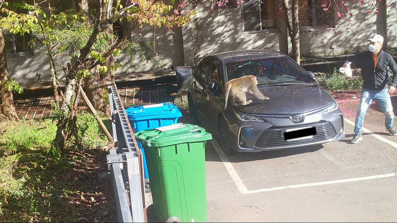 武陵地區人猴衝突 加強驅趕設防猴垃圾桶 | 華視新聞