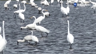 東北風漸強  台南度冬黑面琵鷺已逾1400隻