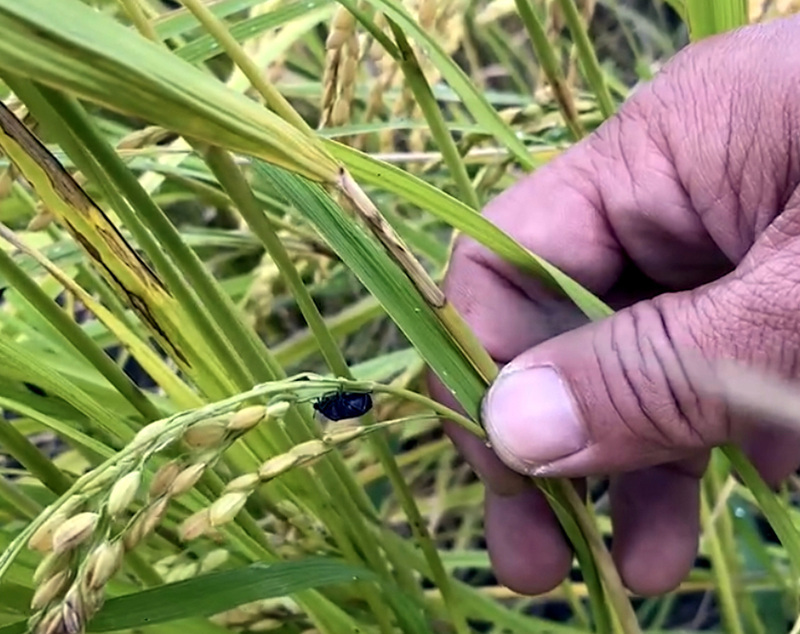 引進生物防治方法 減少關山有機米黑椿象危害 | 華視新聞