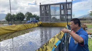 東縱谷有機米專區爆黑椿象危機 專家找到天敵壓制