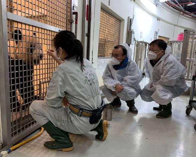 中國臥龍2專家將離台 大貓熊團團病因仍不明 | 華視新聞