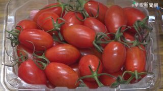 高雄番茄「瘋欉」災損嚴重 農業局：爭取補助