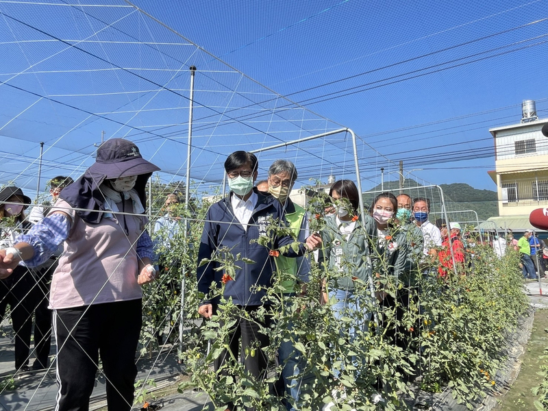 高雄番茄遭病蟲害侵襲 農委會：將從寬認定農損 | 華視新聞