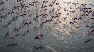 秘魯主流媒體關注台灣淨零訴求  刊張子敬專文