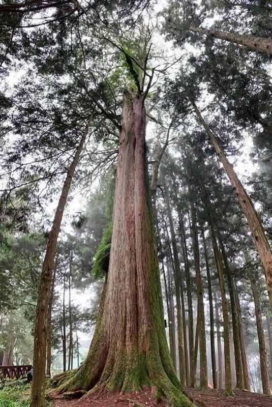 阿里山千年檜木下辦山林野餐市集 倘佯芬多精 | 華視新聞