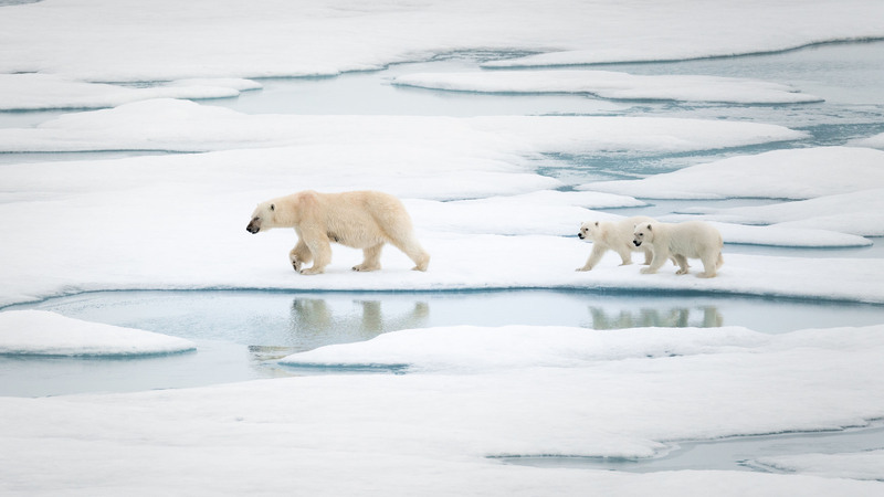 台灣旅遊業者勘查景點 驚見北極熊一家三口現蹤 | 華視新聞
