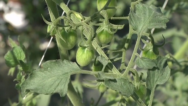 救助美濃小番茄瘋欉  農委會：與氣候異常有關 | 華視新聞