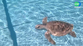 澎湖大義宮5隻保育類海龜 16日野放重返大海