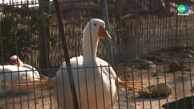 屏東肉鴨場監測採樣 檢出高病原性禽流感 | 華視新聞