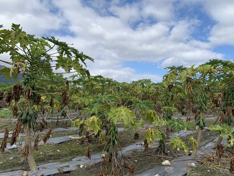 花蓮鳳林木瓜受水傷  每公頃救助8萬元 | 華視新聞