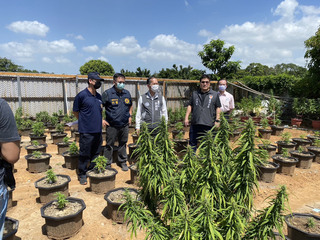 國內史上最大宗大麻案  市價超過12億桃檢起訴8人