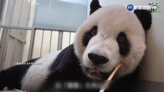 大貓熊團團17日突發4次癲癇 後肢明顯無力