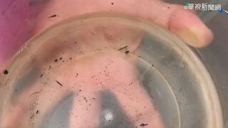 走私6萬尾「白金」鰻苗 高雄航警查獲市價達264萬