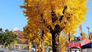 秋日限定金黃美景  京都銀杏景點5選