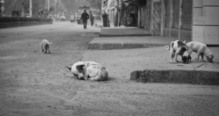 高雄流浪犬掛5公斤大腫瘤 志工鑽草叢救回送醫