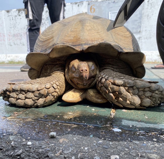 50公斤象龜挖洞逃家嚇壞居民 警動用農用推車送回