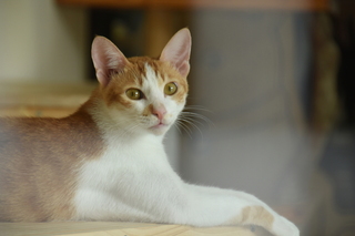 高市推寵物友善空間 方便讓民眾帶毛孩出遊