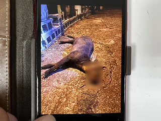 以長鬃山羊肉賄選  台中和平區候選人10萬交保