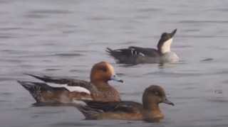 茄萣濕地首筆紀錄罕見冬候年 「白秋沙」現蹤