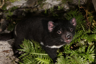 新加坡動物園迎「嬌客」 盼人類照護防袋獾滅絕