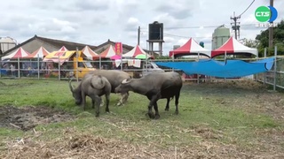 大批水牛死亡陽管處挨罰7.5萬元  抗罰勝訴