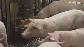 清除豬瘟將停打疫苗  高市府籲養豬戶勿私打