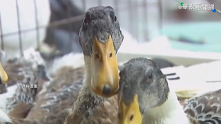 美國禽流感嚴峻 2022年撲殺5054萬隻家禽創新高