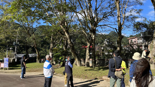 詩人吳濁流80年前種下11棵槭樹 竹縣列管保護