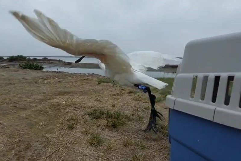 台南鳥會緊急救傷 黑面琵鷺N36康復野放 | 華視新聞