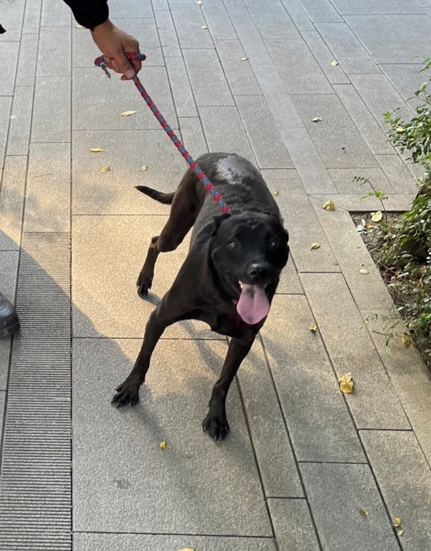 北市黑犬遭機車騎士拖行受傷 動保處介入調查 | 華視新聞