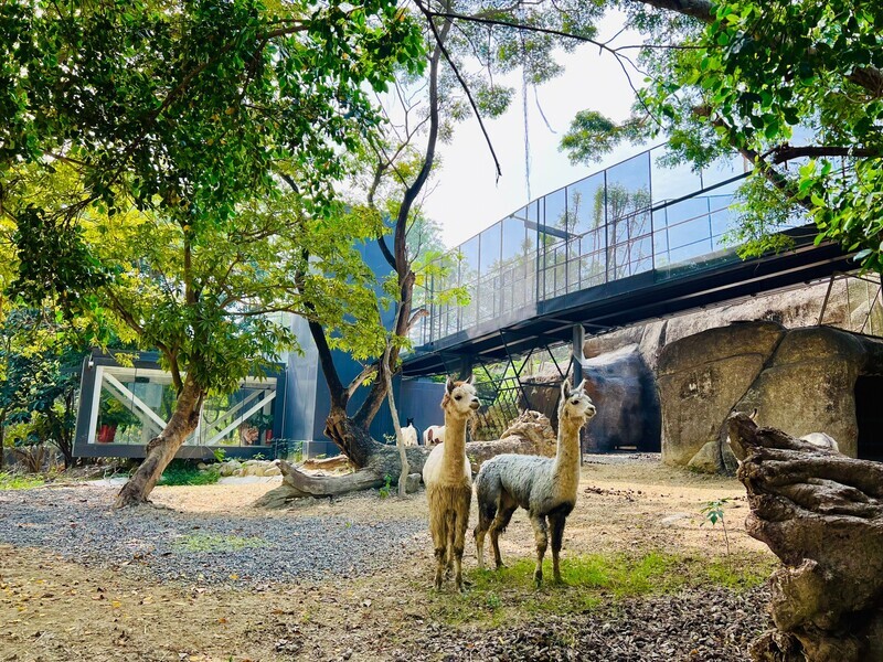 高雄壽山動物園改造完成 12/16重新開園試營運 | 華視新聞
