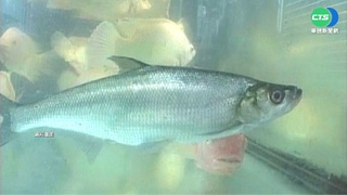 日本獼猴真的會捕食魚類 研究團隊首度拍到影像