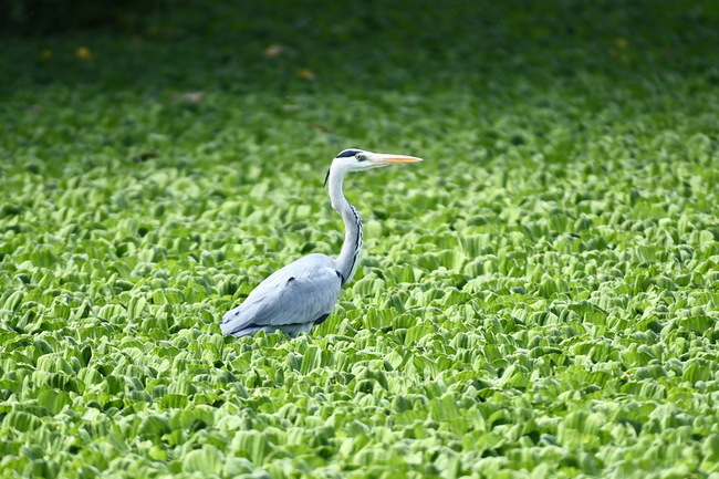 台東太平溪溼地喜迎冬候鳥  生態保育有成 | 華視新聞