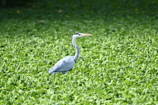 台東太平溪溼地喜迎冬候鳥  生態保育有成