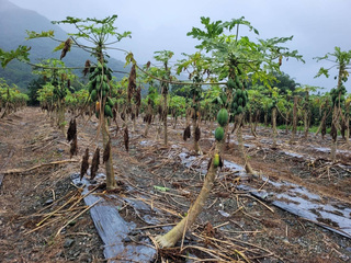 花蓮瑞穗鄉木瓜因豪雨受損 農委會公告現金救助