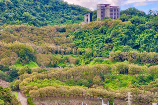 石門水庫3成樹葉變色  北水局預期耶誕前後最美