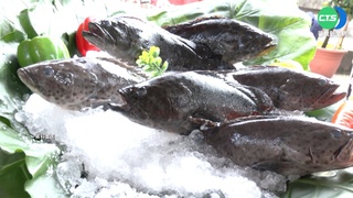 班班吃石斑可換好食材？漁業署：依約只能買石斑