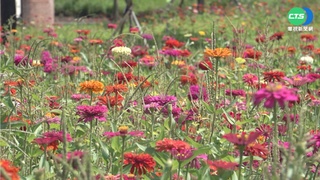 台中花毯節山城巡禮 新社「花卉妝點」賞花打卡趣
