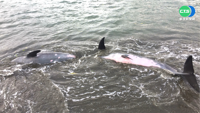 海豚擱淺高雄汕尾漁港外側近海 海巡人員助安置 | 華視新聞