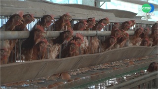 屏東蛋雞場確診H5N2禽流感 撲殺8599隻