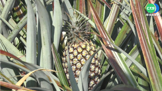 台東鳳梨釋迦落果災情 劉櫂豪會勘籲速啟動救助