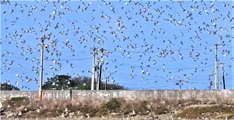 布袋廢鹽田近5千隻黑腹濱鷸群飛 壯觀如「鳥河」 | 華視新聞