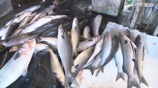 農委會：中國沒告知未准100多家業者輸入水產品